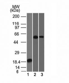 TOX3 Antibody