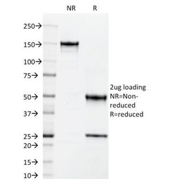 ICAM-3 Antibody / CD50