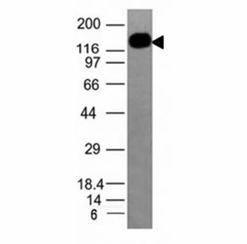 ICAM-3 Antibody / CD50