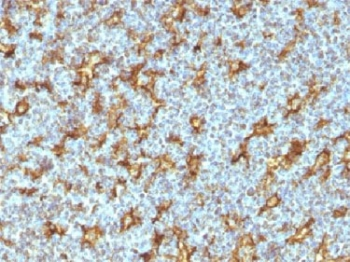 CD11c Antibody / ITGAX