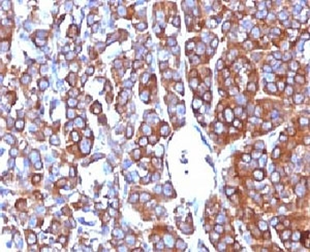 Moesin Antibody