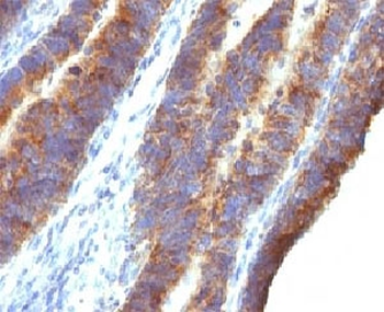 MUC3 Antibody
