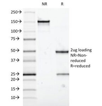 MUC5AC Antibody