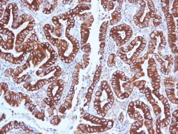 MUC5AC Antibody