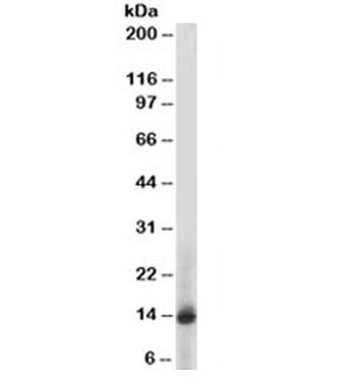 S100A9 Antibody / MRP14 / Calgranulin B / Calprotectin L1H