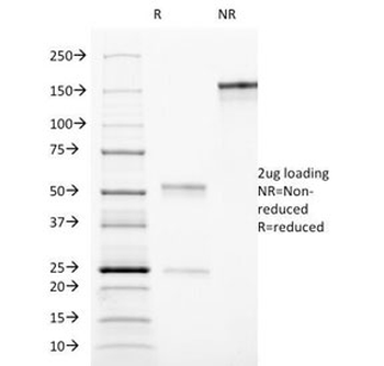 CD90 Antibody / Thy1