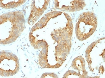 GRP94 Antibody / HSP90B1