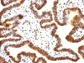 SUMO1 Antibody