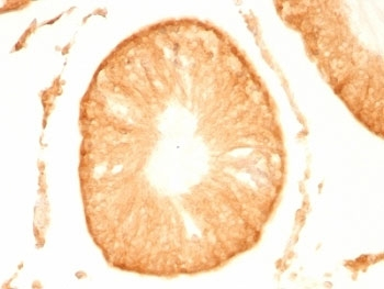 PGP9.5 / UchL1 Antibody