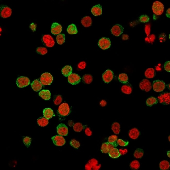 ZAP70 Antibody