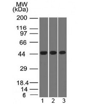 Napsin A Antibody