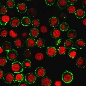 CD47 Antibody / IAP / Integrin Associated Protein