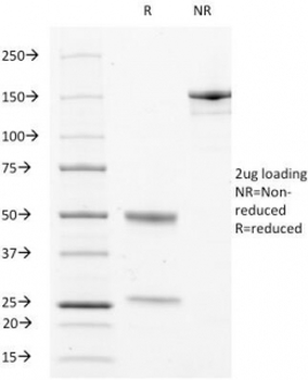 CD63 Antibody / LAMP3