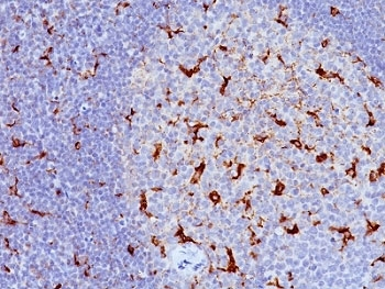 CD68 Antibody