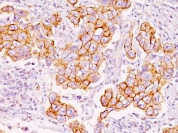 Phosphotyrosine Antibody / P-Tyr