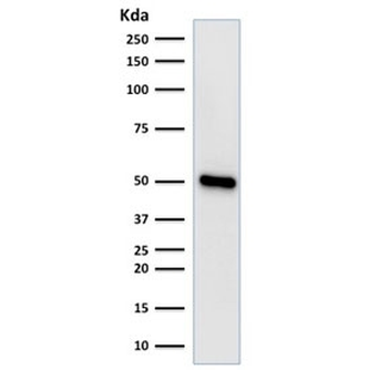FOXA1 Antibody