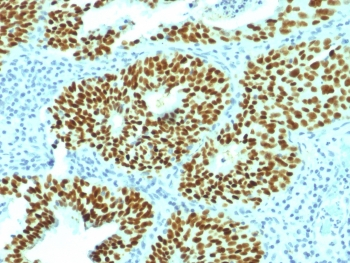 SOX2 Antibody