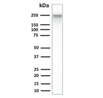 SPTBN2 Antibody / Spectrin beta III