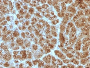 CELA3B Antibody / Elastase 3B