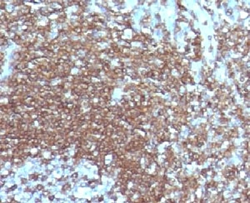 ICAM-3 Antibody / CD50
