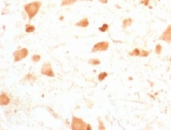 PGP9.5 / UchL1 Antibody