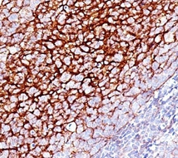 CD35 Antibody