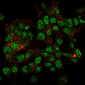 SUMO2/3 Antibody