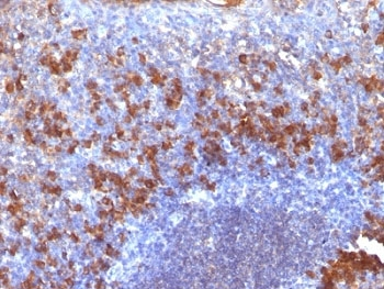 Biotin / Vitamin B7 / Vitamin H Antibody