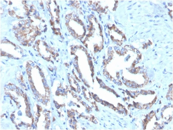 KRT7 Antibody / Cytokeratin 7