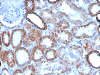 TACSTD2 Antibody / TROP2
