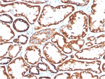 CD137 Antibody / 4-1BB / TNFRSF9