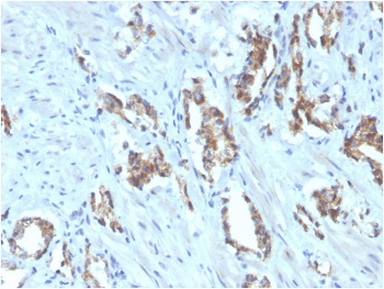 TIGIT Antibody / VSTM3 / VSIG9