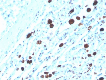 Napsin A Antibody