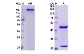 Abagovomab (idiotope of anti-Mus musculus monoclonal antibody OC126) - Research Grade Biosimilar