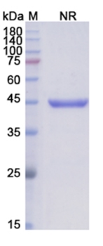 Abciximab (ITGA2B_ITGB3) - Research Grade Biosimilar Antibody