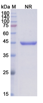Abciximab (ITGA2B_ITGB3) - Research Grade Biosimilar