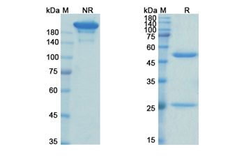 Abelacimab (F11) - Research Grade Biosimilar Antibody
