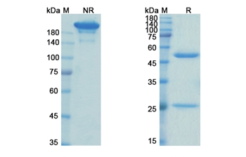 Abelacimab (F11) - Research Grade Biosimilar