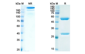 Abituzumab (ITGAV /CD51) - Research Grade Biosimilar