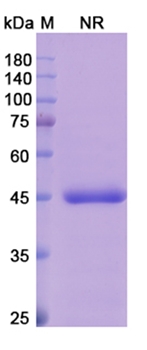 Abrezekimab (IL13) - Research Grade Biosimilar