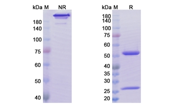 Abrilumab (ITGA4_ITGB7) - Research Grade Biosimilar