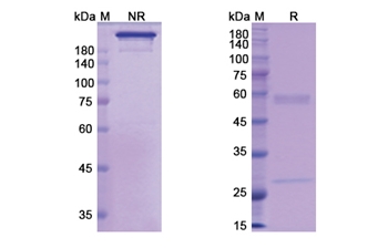 Actoxumab (toxin A) - Research Grade Biosimilar