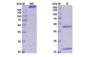 Adecatumumab (EPCAM) - Research Grade Biosimilar