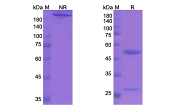 Aducanumab (APP Abeta) - Research Grade Biosimilar Antibody