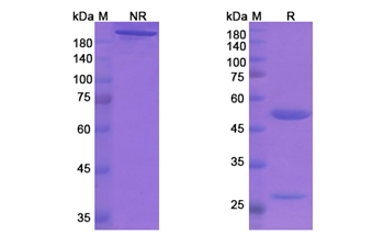 Aducanumab (APP Abeta) - Research Grade Biosimilar