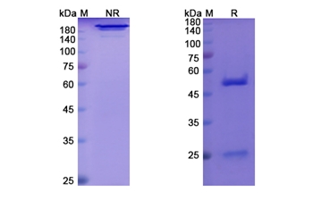 Afasevikumab (IL17A /IL17F) - Research Grade Biosimilar