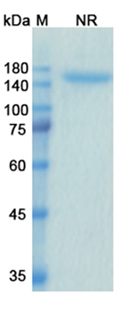 Alacizumab (KDR/VEGFR2/CD309) - Research Grade Biosimilar Antibody