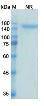 Alacizumab (KDR/VEGFR2/CD309) - Research Grade Biosimilar