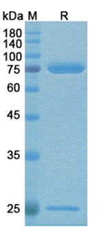 Alg-991 (Urushiol) - Research Grade Biosimilar