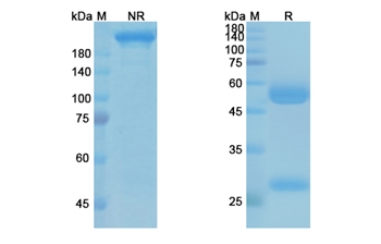Alirocumab (PCSK9) - Research Grade Biosimilar Antibody